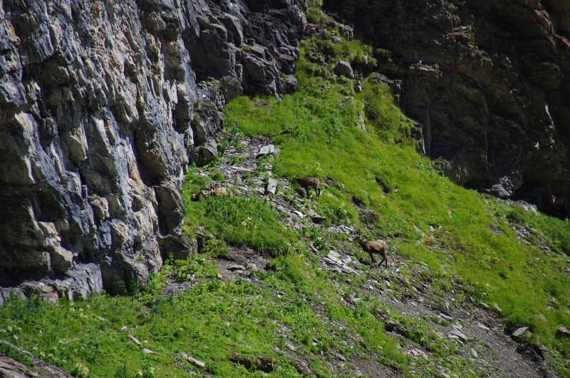 24h Hike Mammut_Ochsner 'Grosse Scheidegg _ Schwarzhorn 2927m' 18_08_2012 (154).JPG